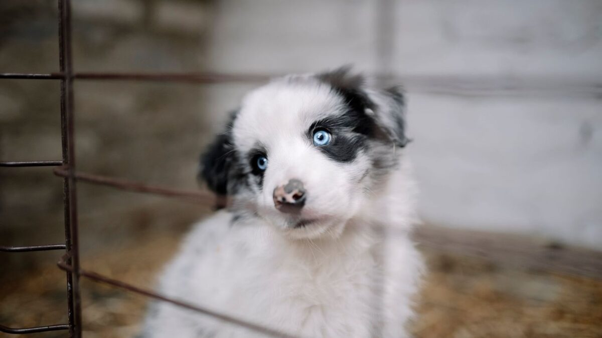 Weißer Welpe mit blauen Augen hinter Gitterstäben