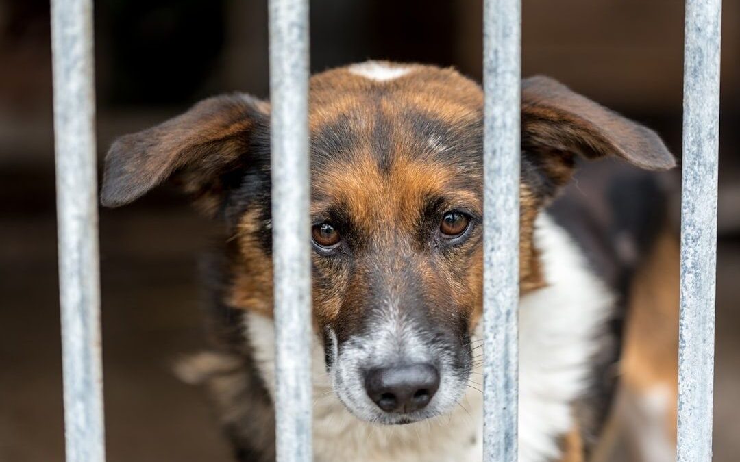 Nahaufnahme eines Hundes hinter den Gitterstäben eines Tierheims