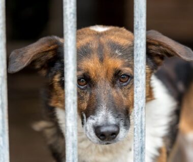 Nahaufnahme eines Hundes hinter den Gitterstäben eines Tierheims