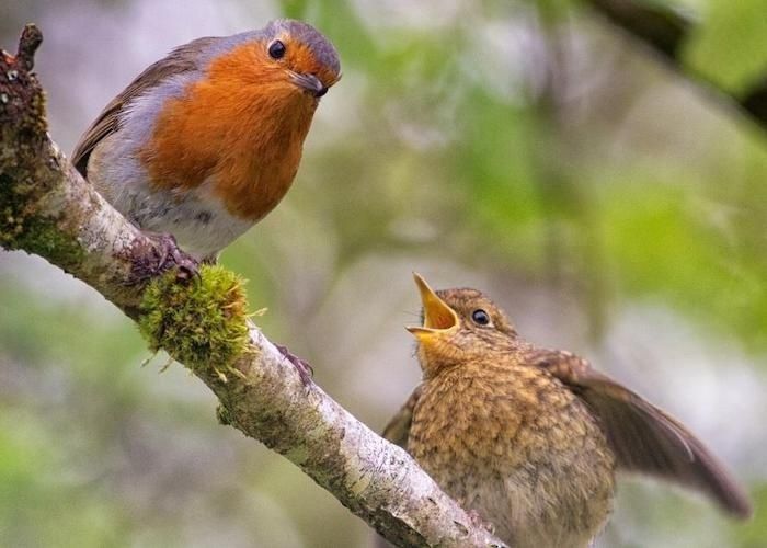 Rotkehlchen füttert einen bettelnden Jungvogel auf einem Ast