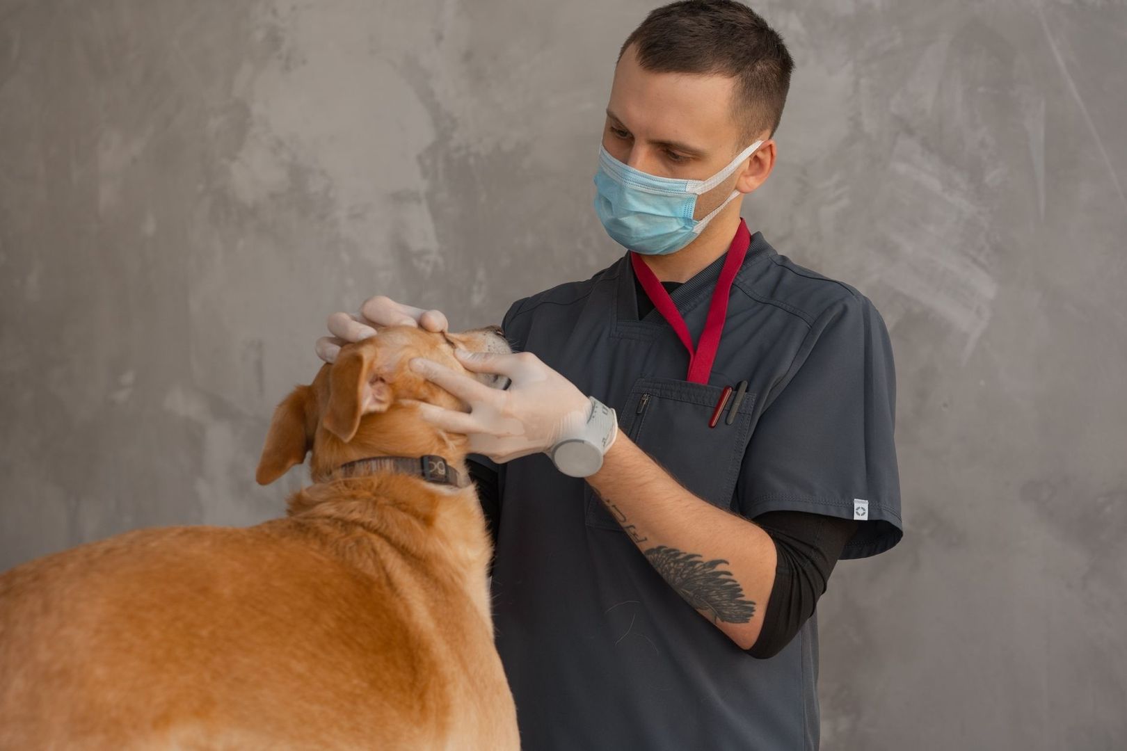 Tiermedizinisches Personal untersucht den Kopf eines großen Hundes