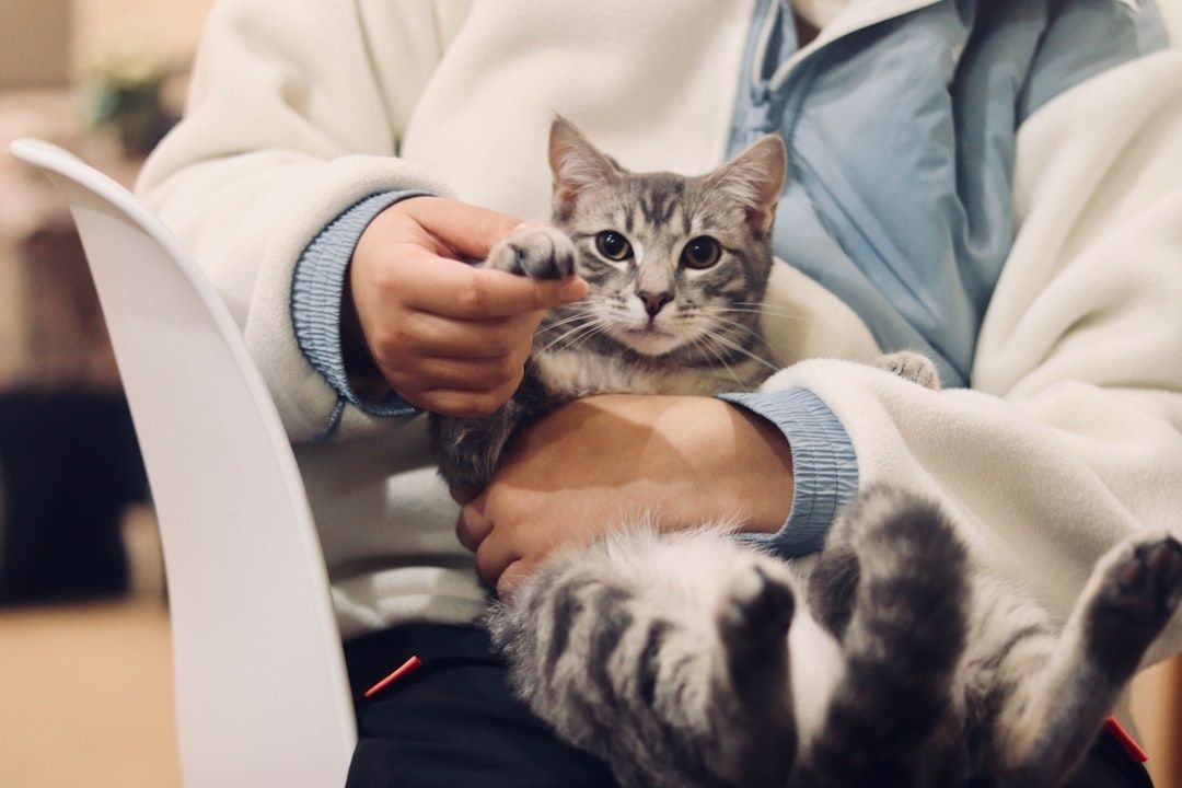 Ehrenamtliche Person hält eine getigerte Katze fürsorglich im Arm