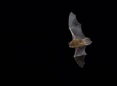 Fledermaus mit ausgebreiteten Flügeln vor schwarzem Nachthintergrund
