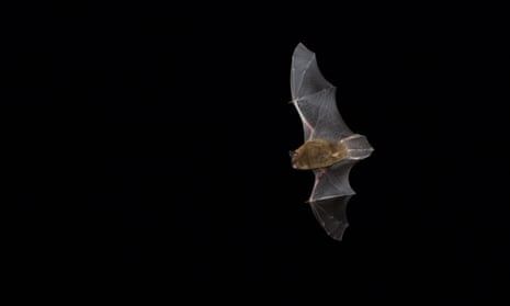 Fledermaus mit ausgebreiteten Flügeln vor schwarzem Nachthintergrund