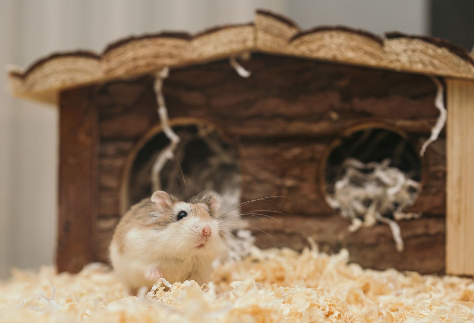 Hamster in tiefer Einstreu vor einem hölzernen Unterschlupf