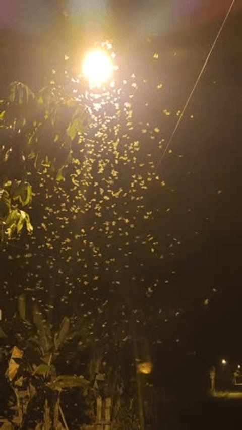 Nachtaufnahme mit Straßenlaterne und zahlreichen Insekten im Lichtschein